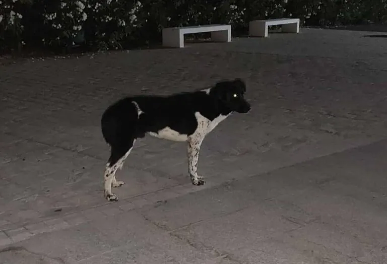 AnimalesPeludosAlmonte 2 768x524