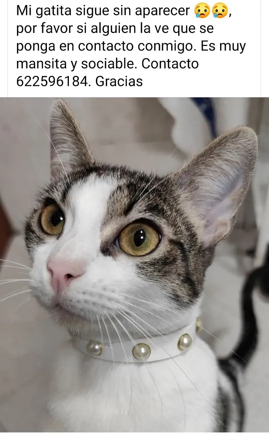 AnimalesPeludosAlmonte 3