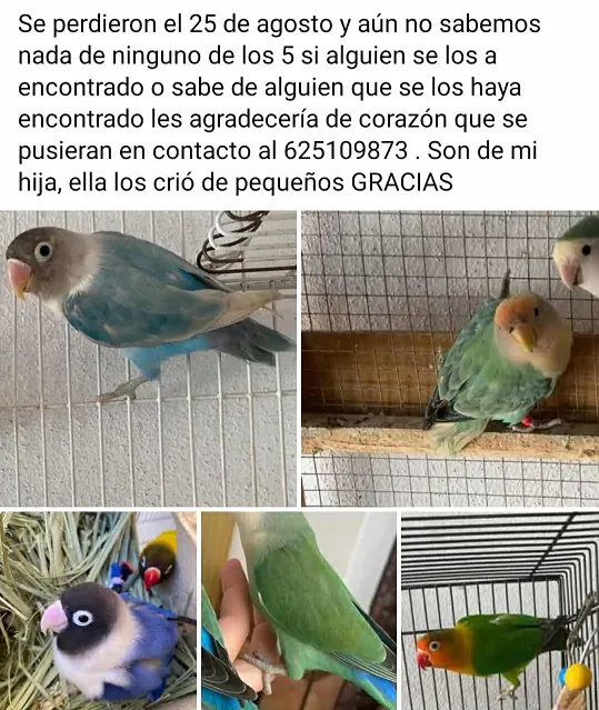 AnimalesPeludosAlmonte 5