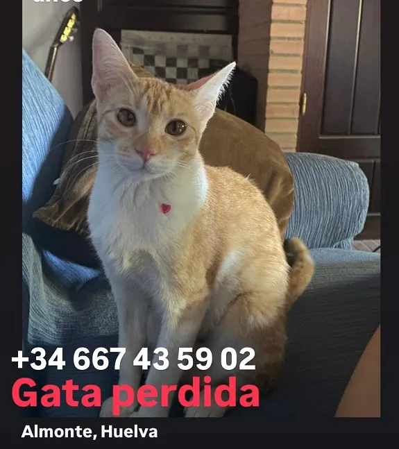 AnimalesPeludosAlmonte 6