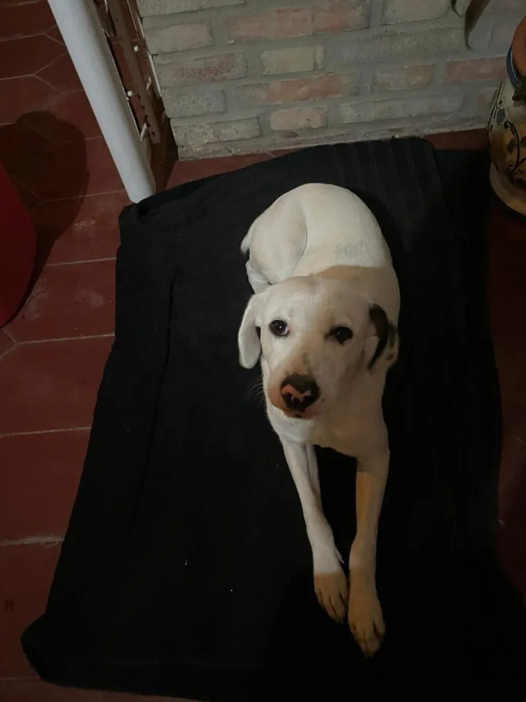 Dolmen Animal 6 768x1024