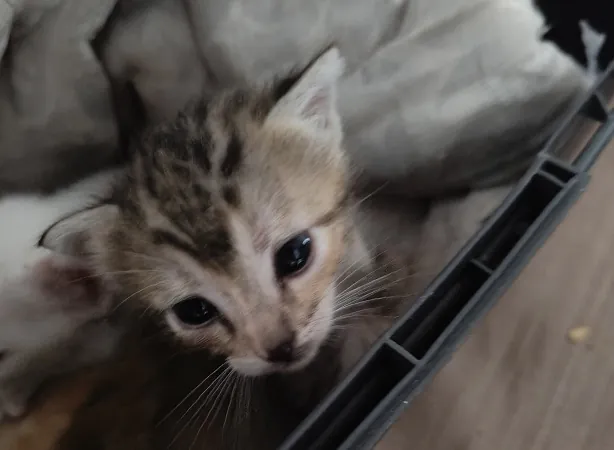 Hope Felino 3