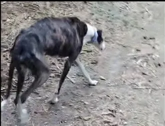 PalmaPerruna 6