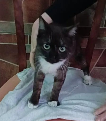 PaternaAnimalista 1