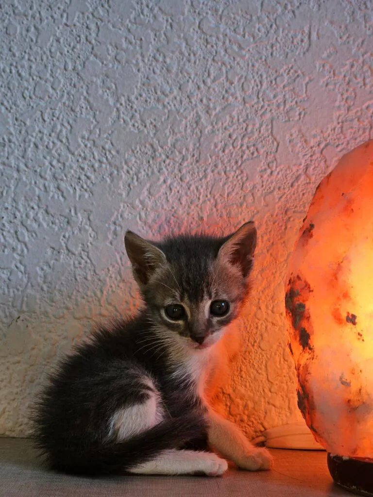 PaternaAnimalista 2 768x1024