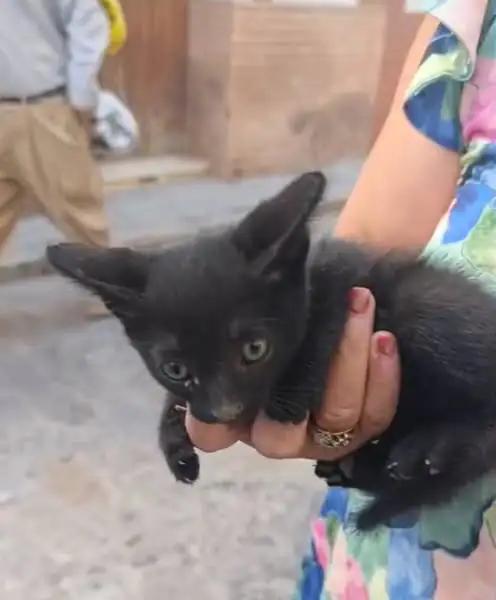 PaternaAnimalista 4