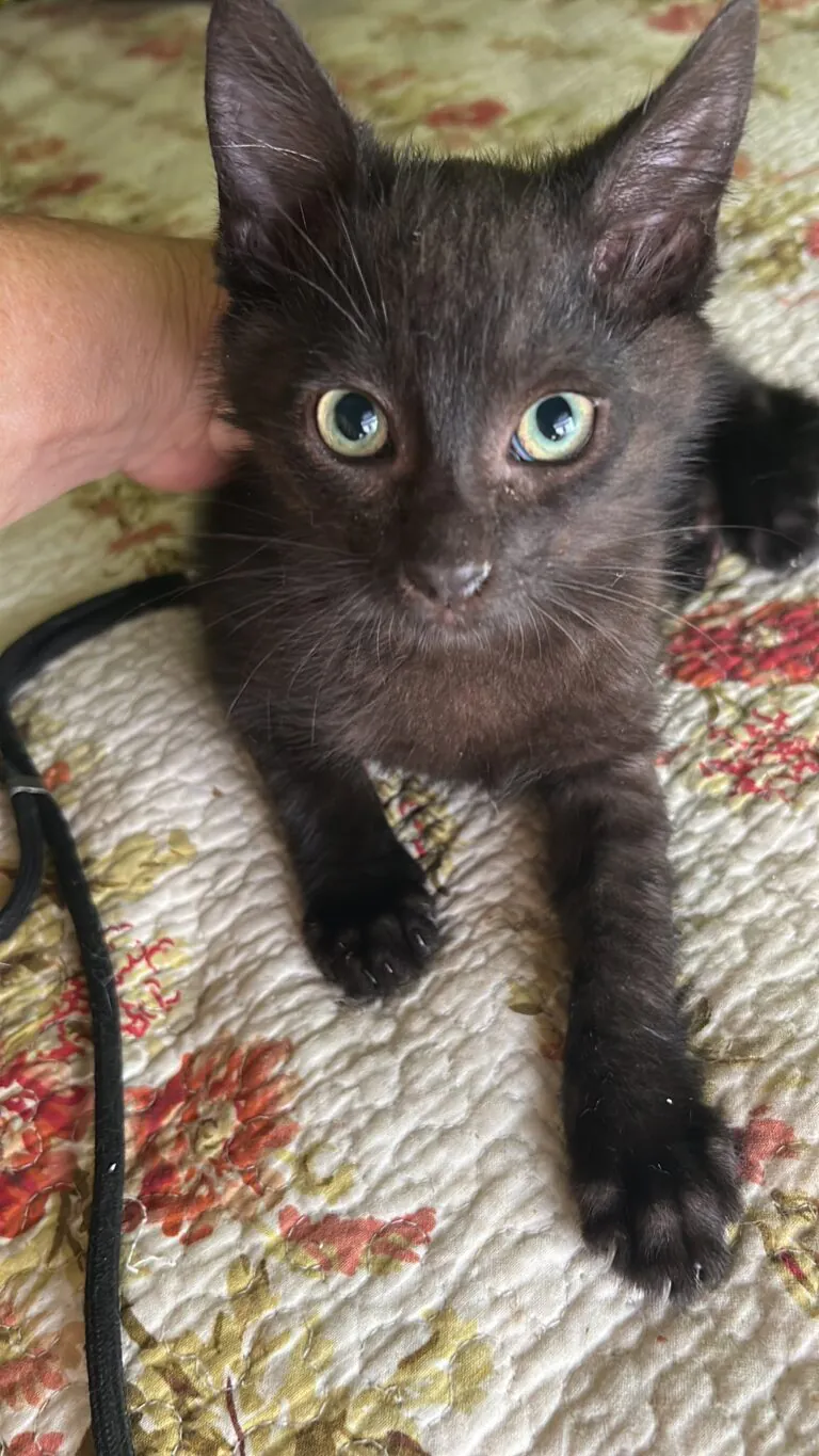 FelinosFelices 4 768x1365