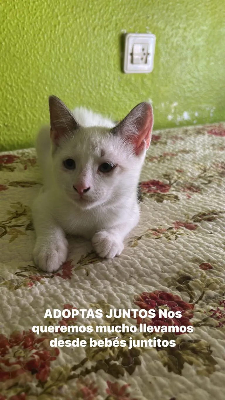 FelinosFelices 5 768x1364