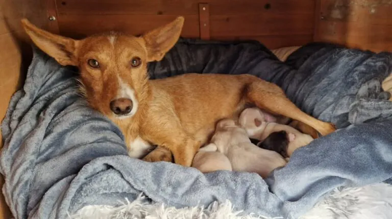 MiauAlmeriaCanina 5 768x430